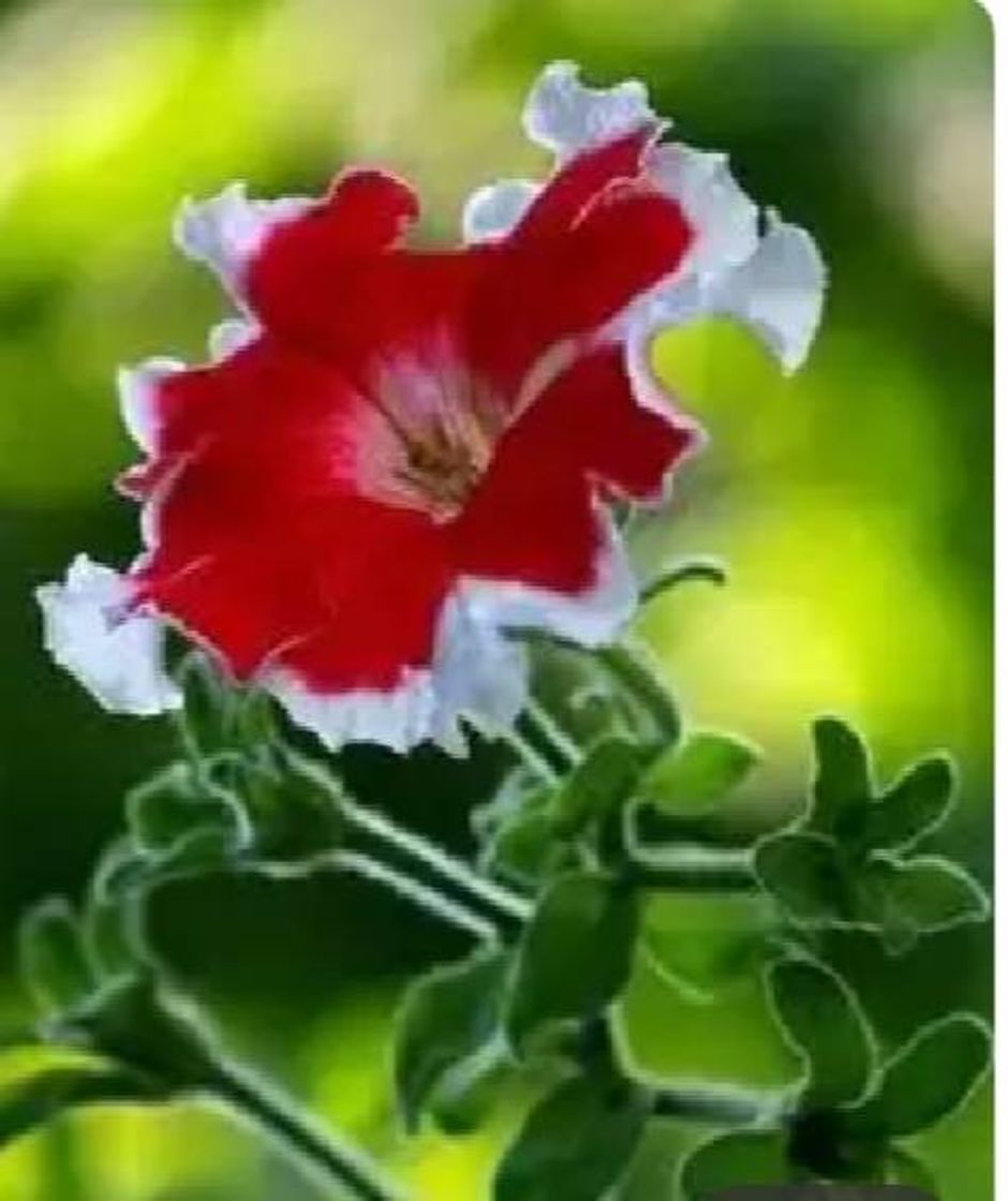 Social 🦄Flores exoticas🦄
