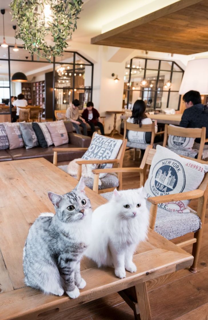 Restaurantes 猫カフェモカラウンジ池袋東口店