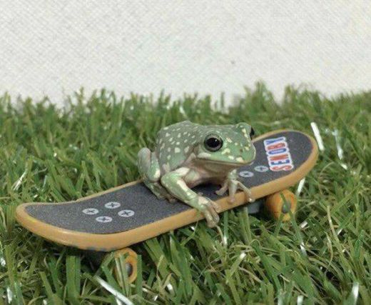 skate frog