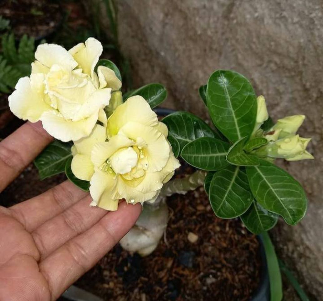 Moda Rosas do deserto 