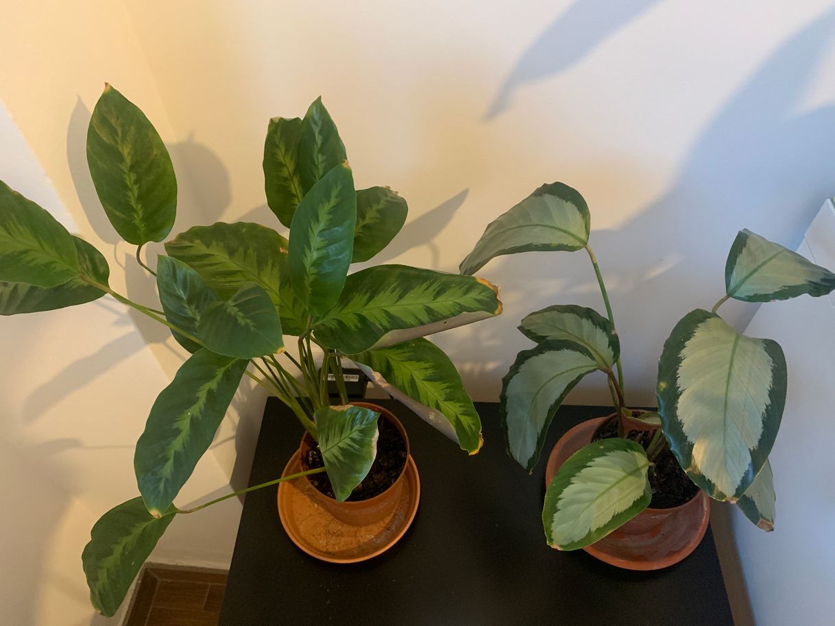 Moda Calathea