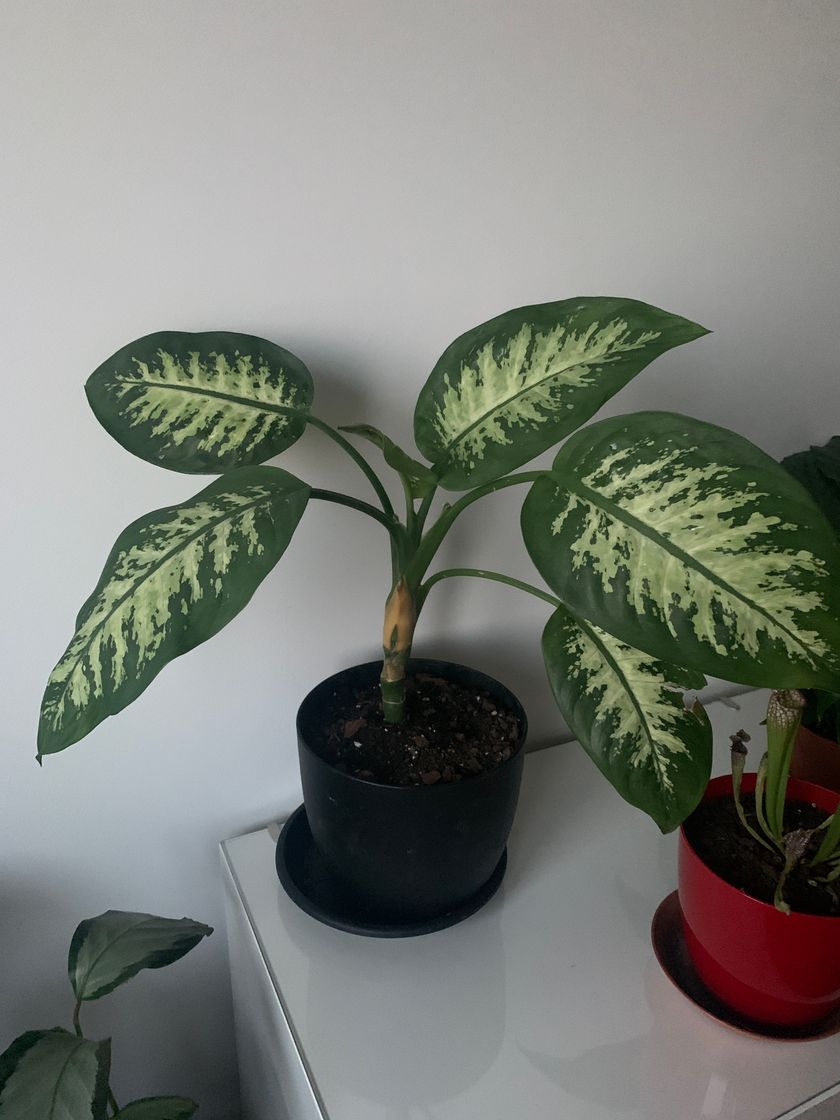 Fashion dieffenbachia