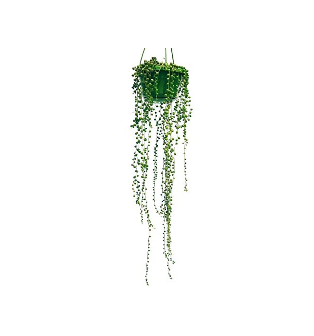 Social SENECIO ROWLEYANUS