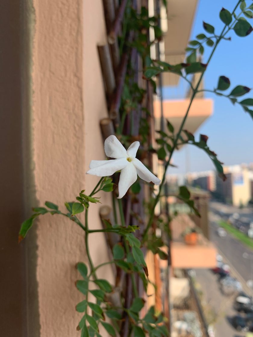 Home Jazmín Común Planta con Flor Natural de Interior y Exterior Ideal para Terraza