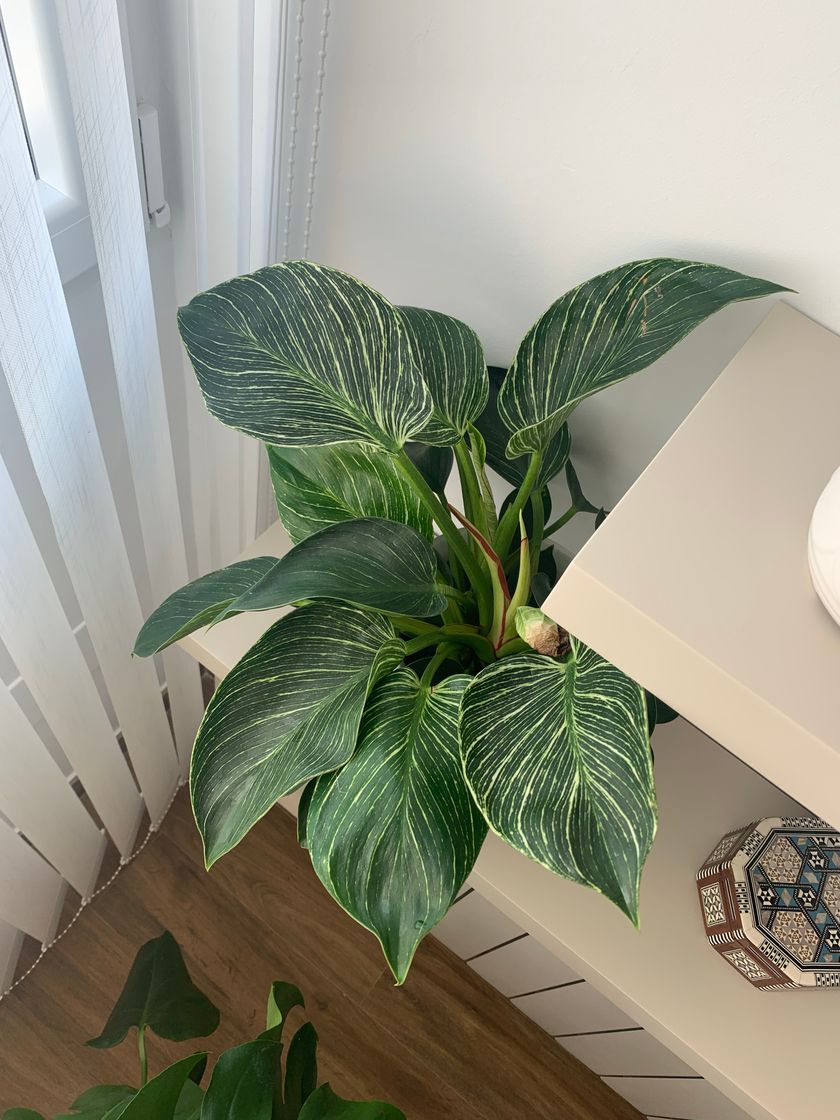 Home PHILODENDRON BIRKIN