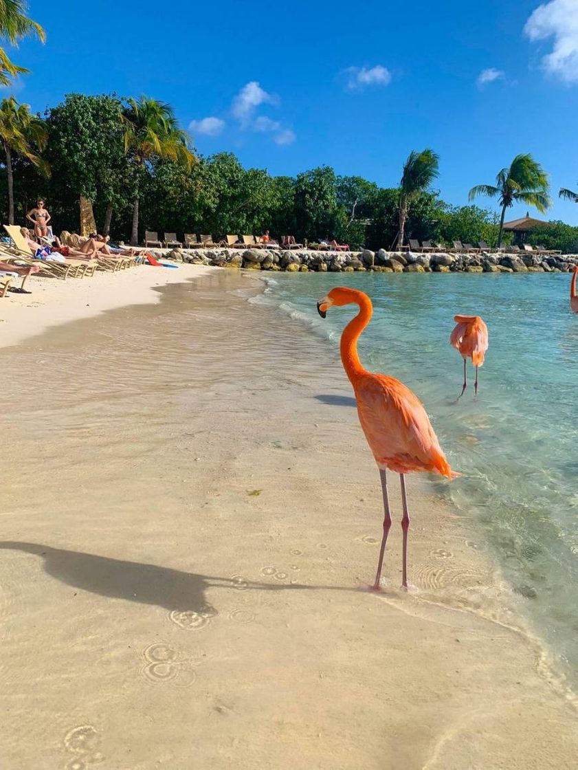 Fashion Um dia ainda verei esses flamingos de perto😍🌅