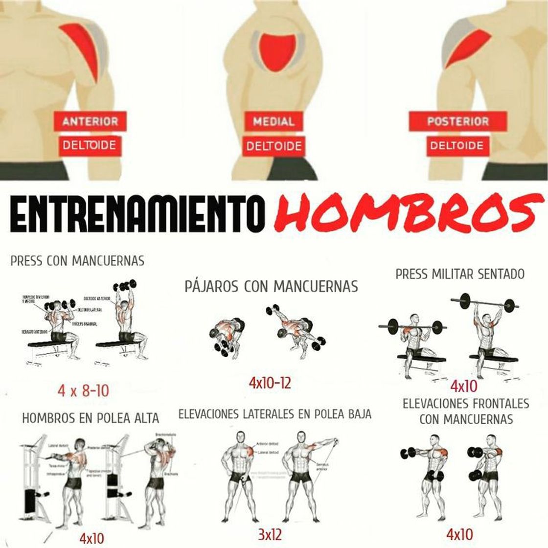 Moda La mejor triserie de hombros para ensanchar y darles forma ...