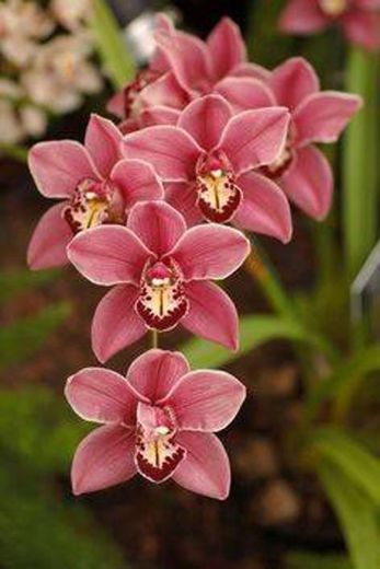 Orquídeas eu acho