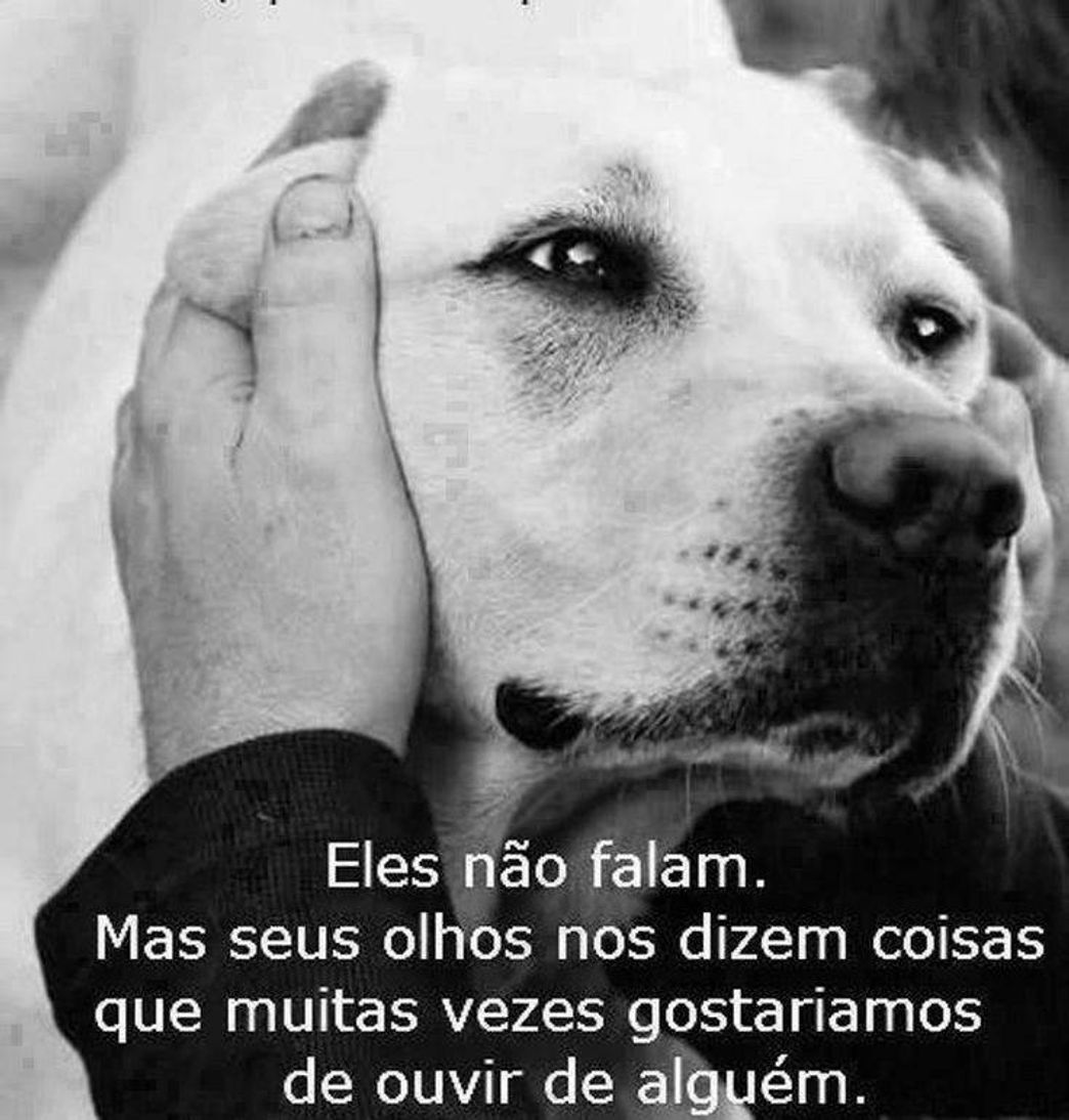 Moda O cachorro é melhor amigo do homem