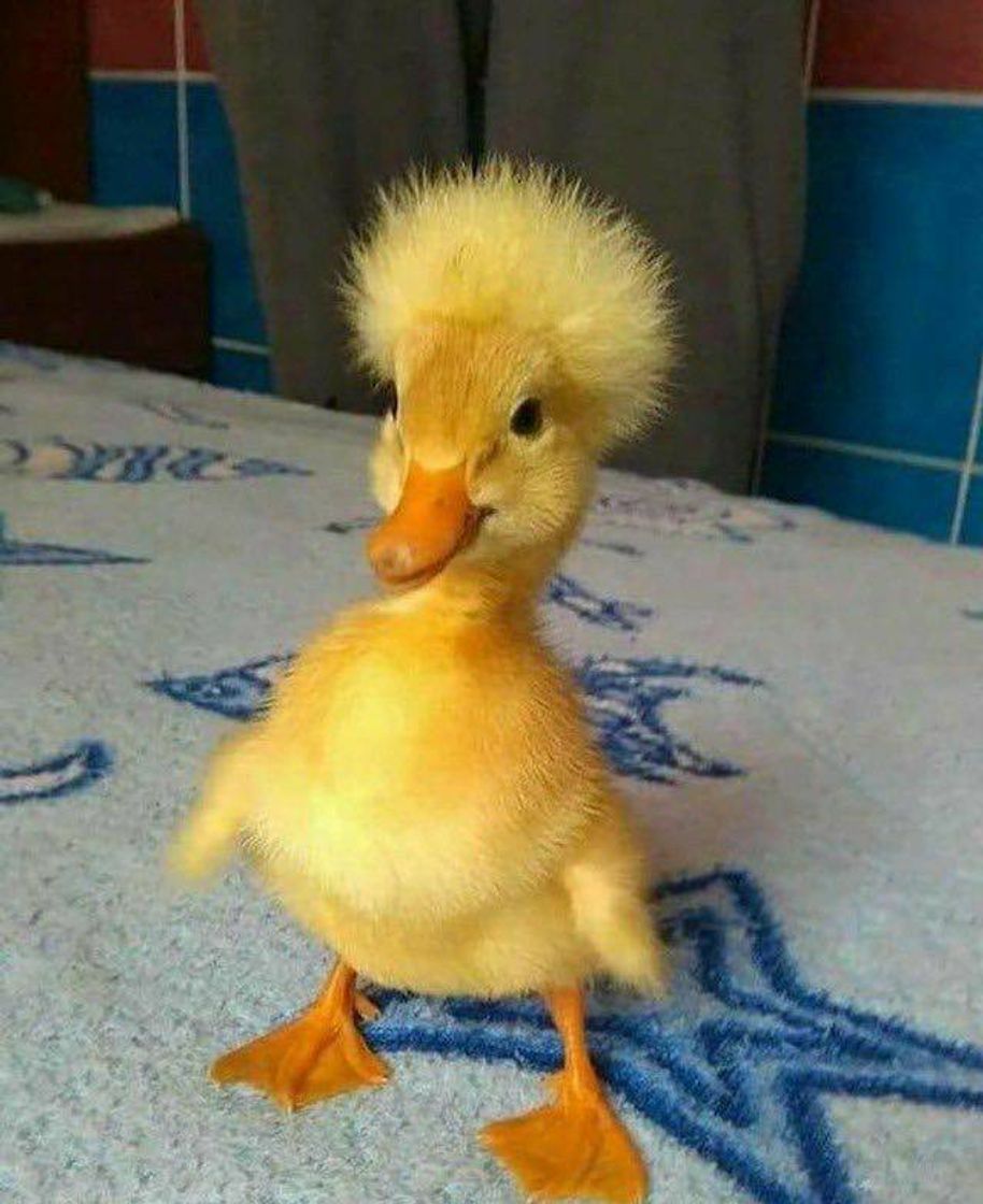 Fashion pato pompom 