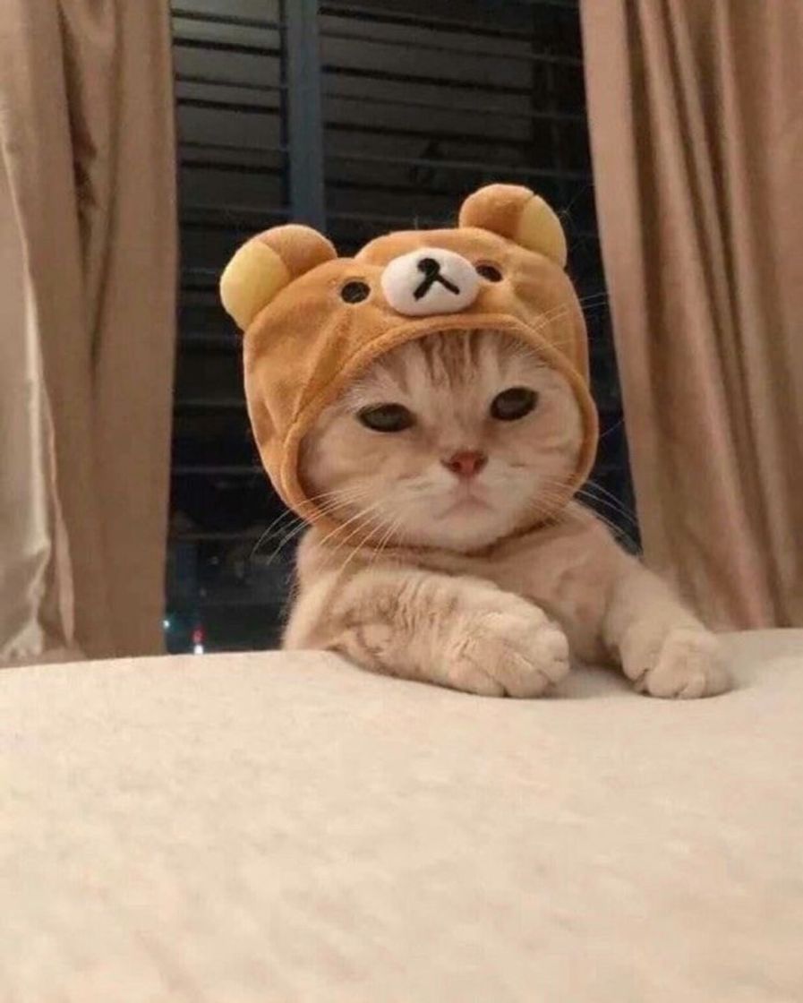 Moda gatinho com touca de ursinho 🐻🐈