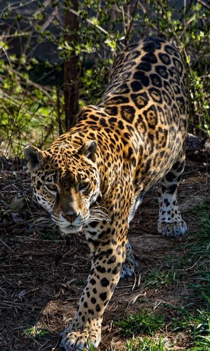 Moda Onça Pintada🐆