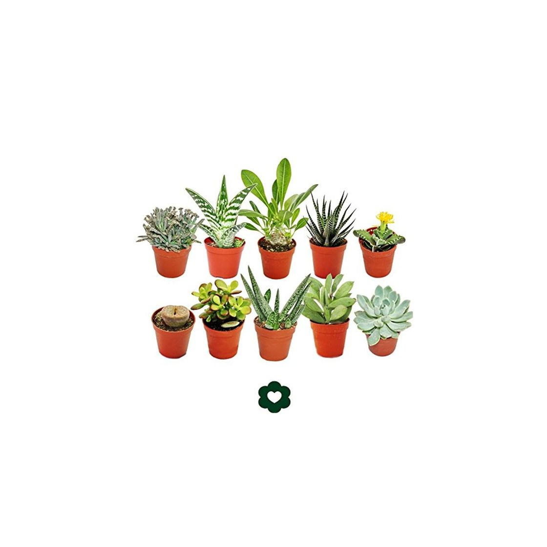 Product Set of 10 different succulent plants - 5