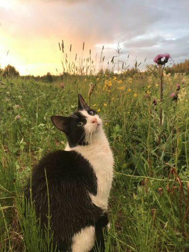 Gatinho posando pra foto