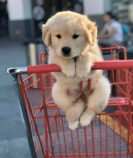 Doguinho fazendo compras