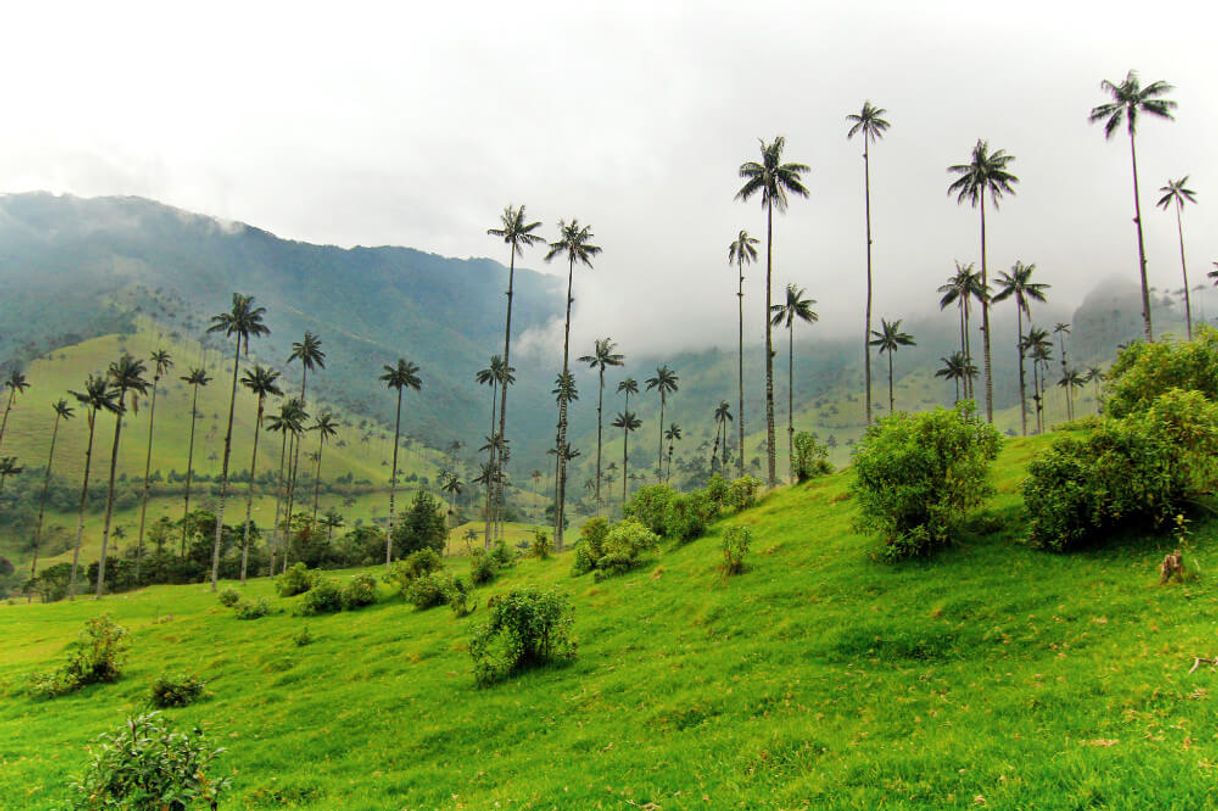 Restaurantes Valle Del Cocora