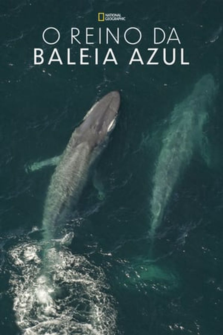 El Reino de la Ballena Azul