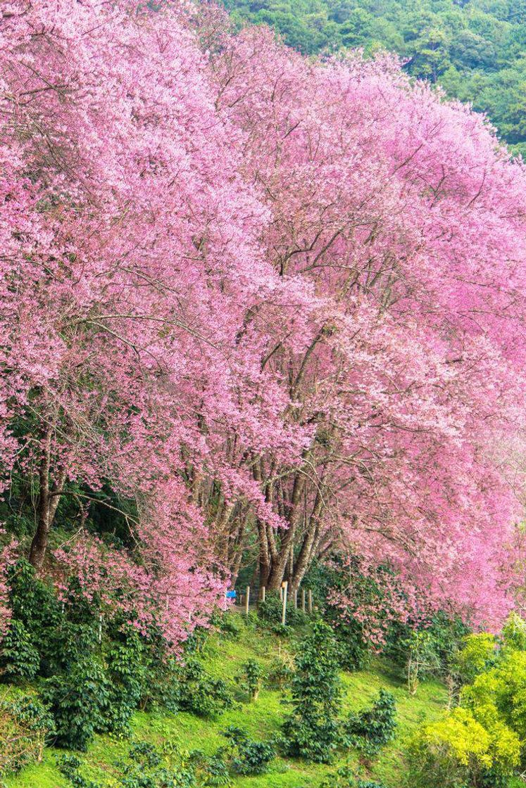 Moda I love pink 💖💕✨