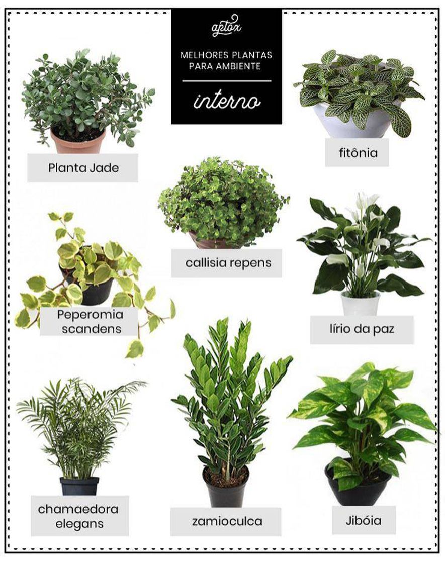 Moda As melhores plantas pra ambientes internos.