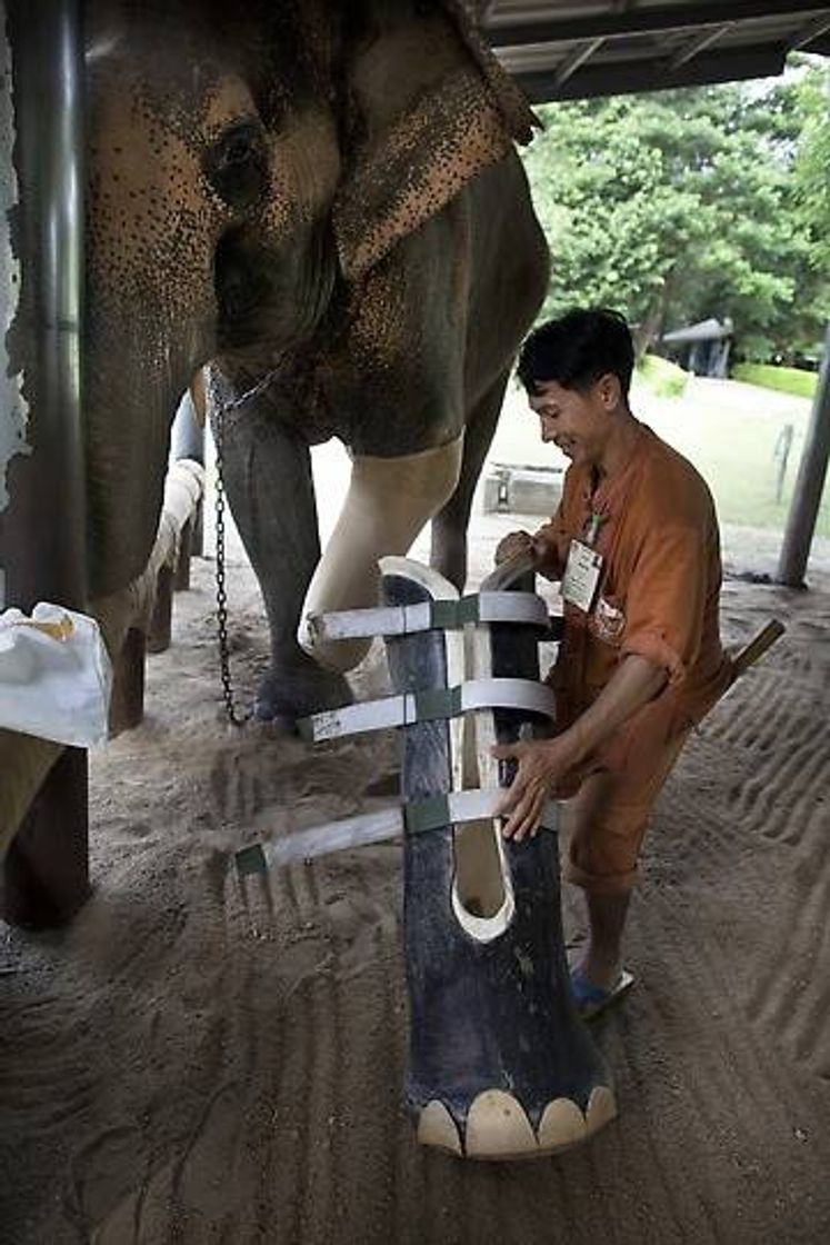 Fashion Prótese para elefante 