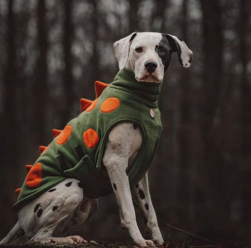 Fashion Dalmatians of Instagram 