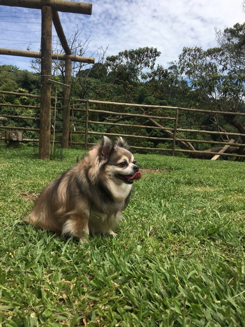 Fashion Quem não ama? 🥰🐶