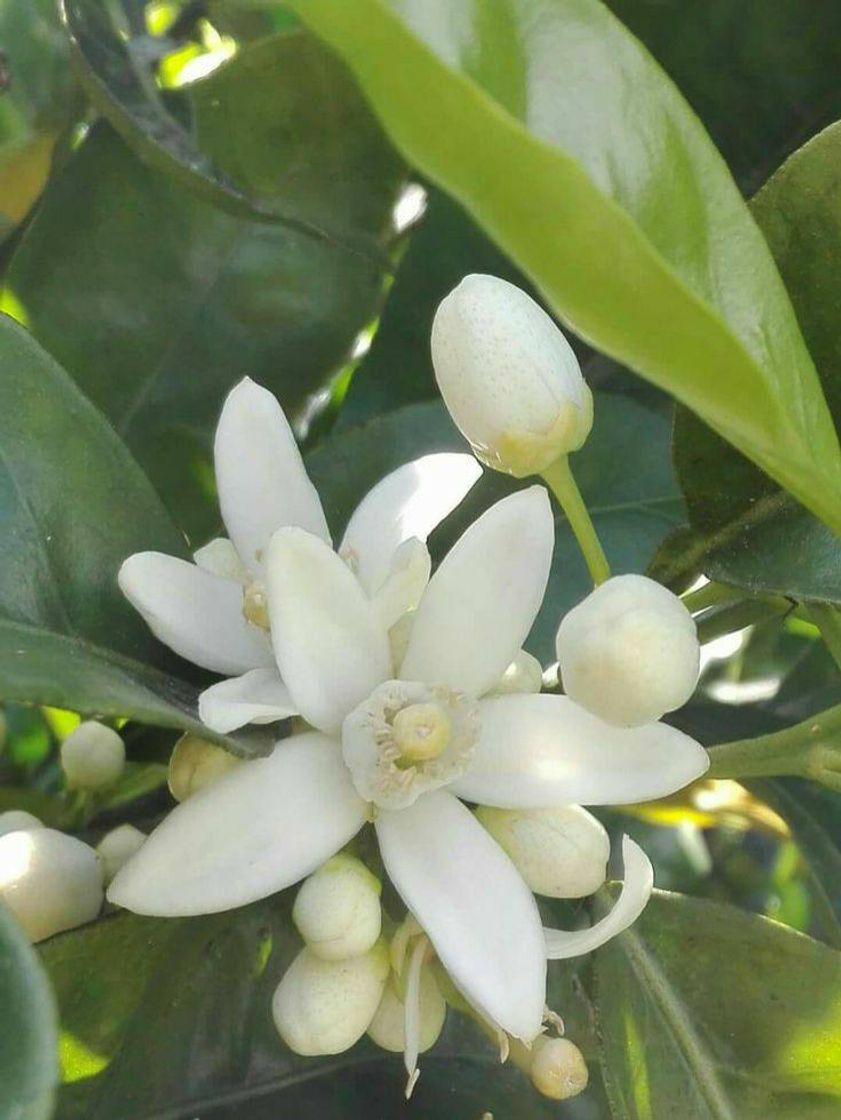 Moda Flor de laranjeira 