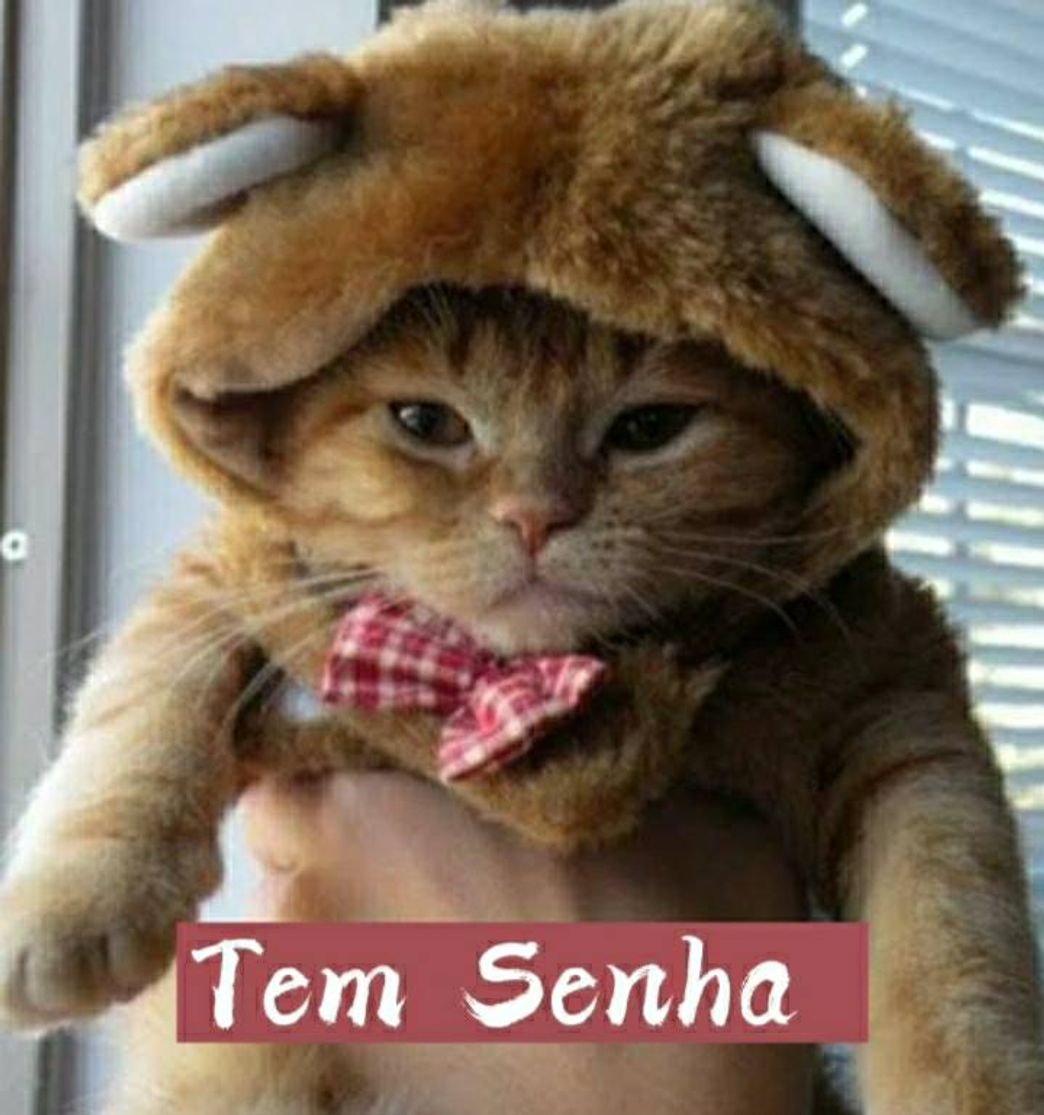 Social Wallpaper de gato