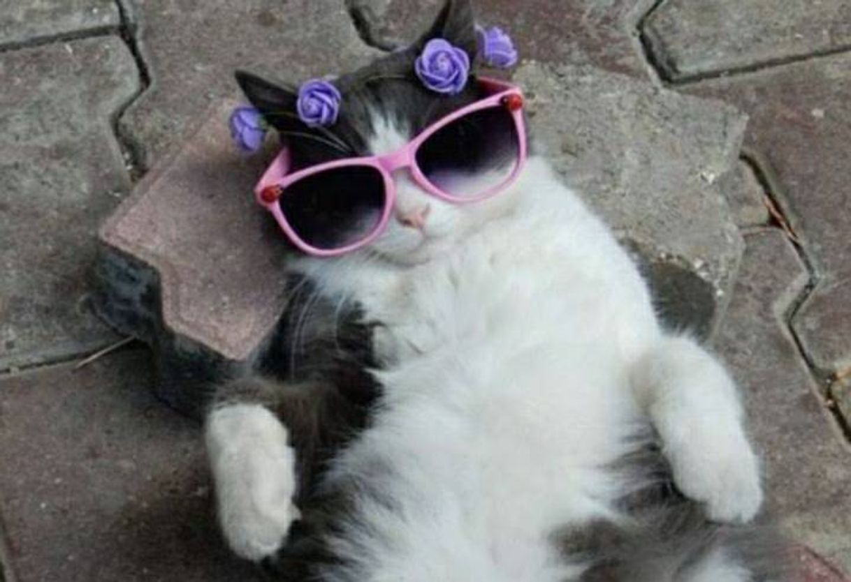 Social Wallpaper de gato