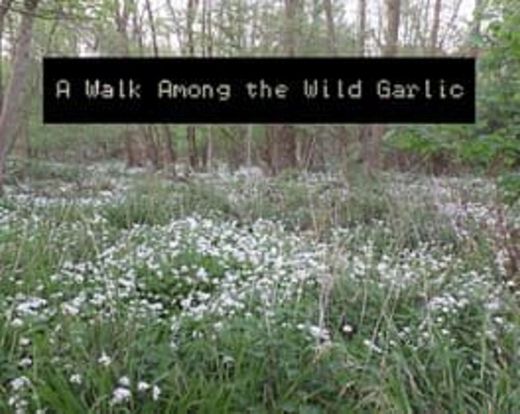 A Walk Among the Wild Garlic