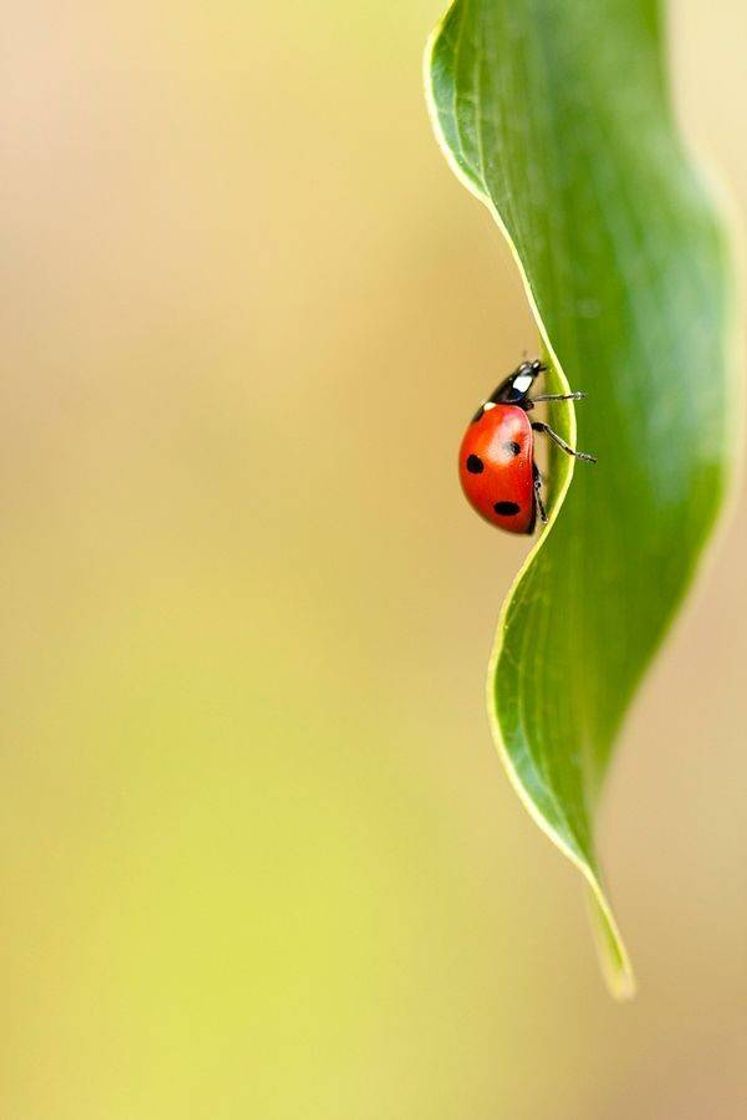 Fashion 🐞🍃