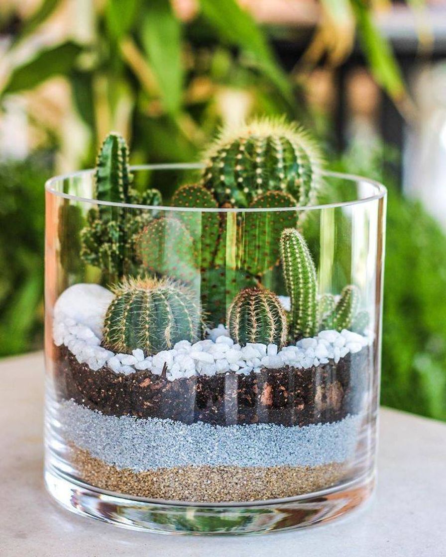 Fashion Aquele amor por terrários 💚😍🌵🌱🌿