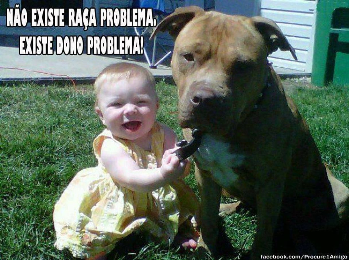 Moda Amo Pitt bull 