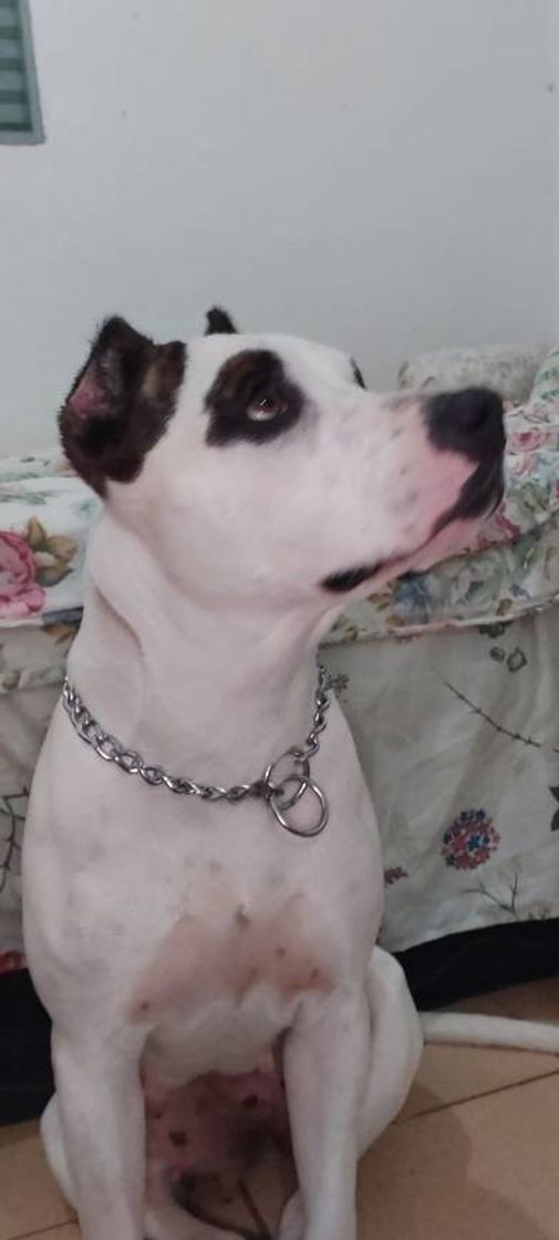 Moda Pitt bull 