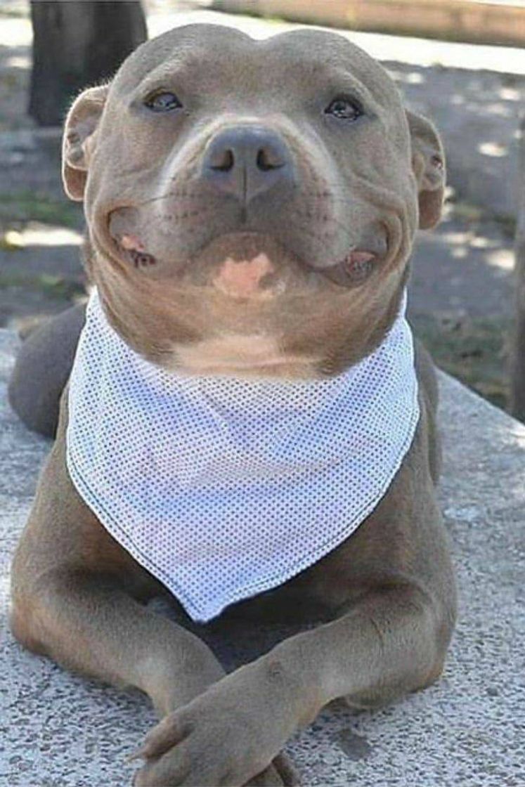 Moda Pitt bull 