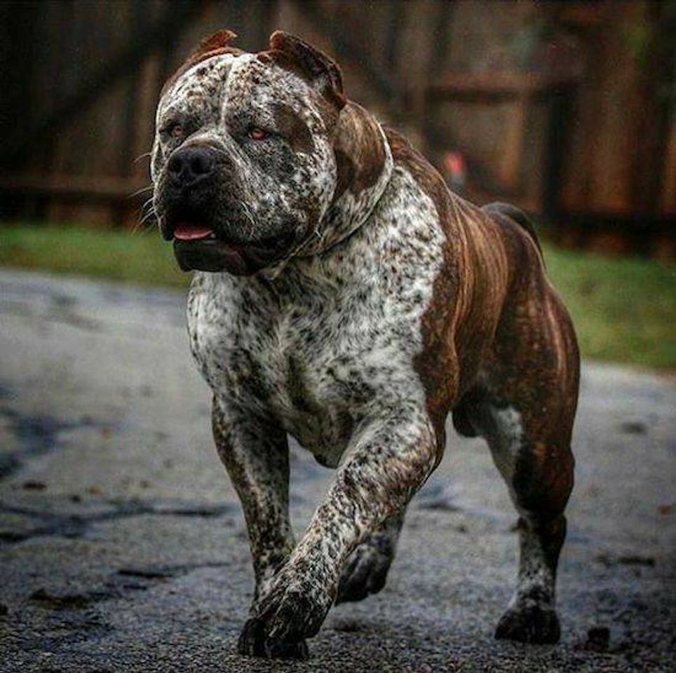 Fashion Pitt bull 