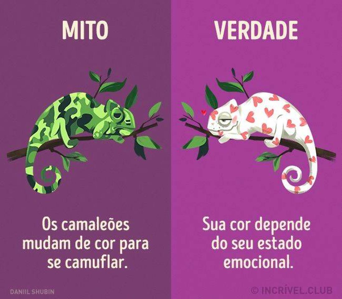 Moda Não, camaleão não muda de cor para se camuflar! 🤔