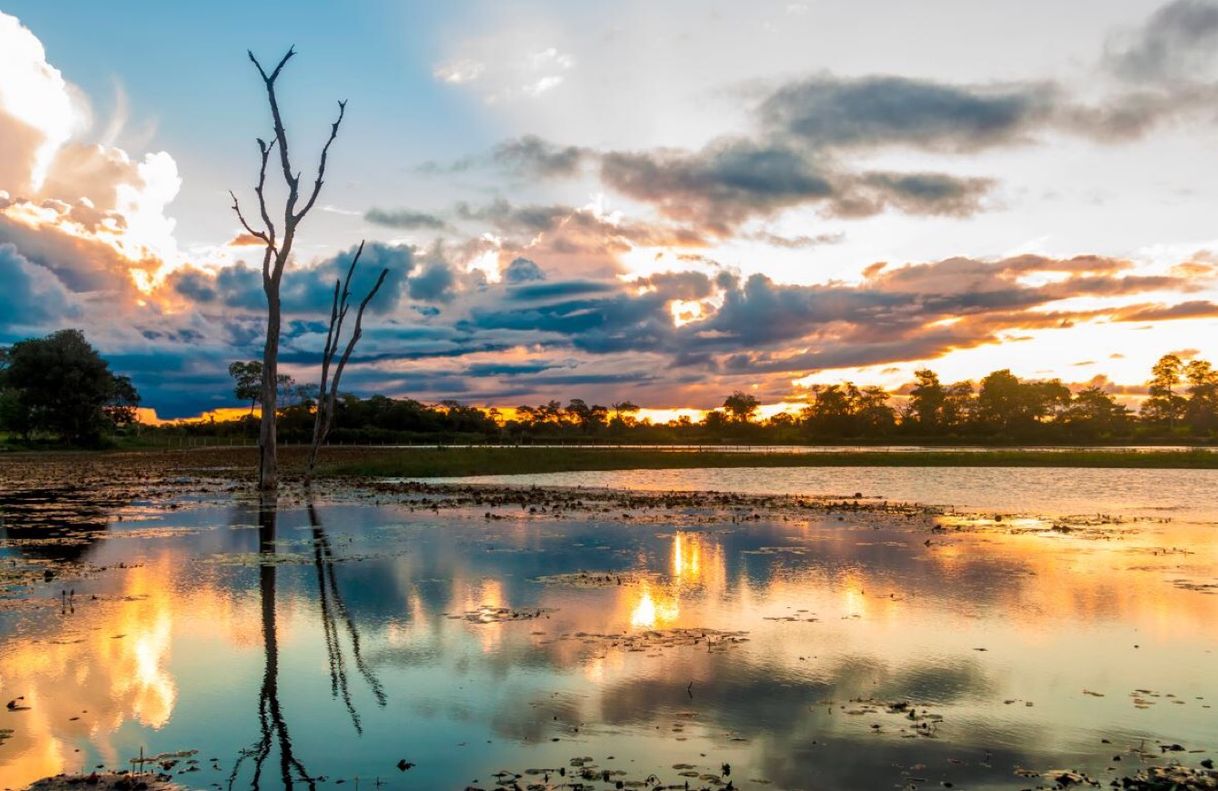 Moda Pantanal Brasileiro 