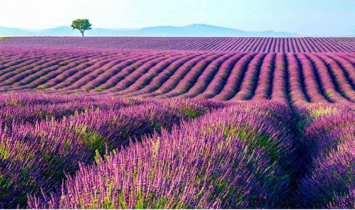 Place Campos De Lavanda