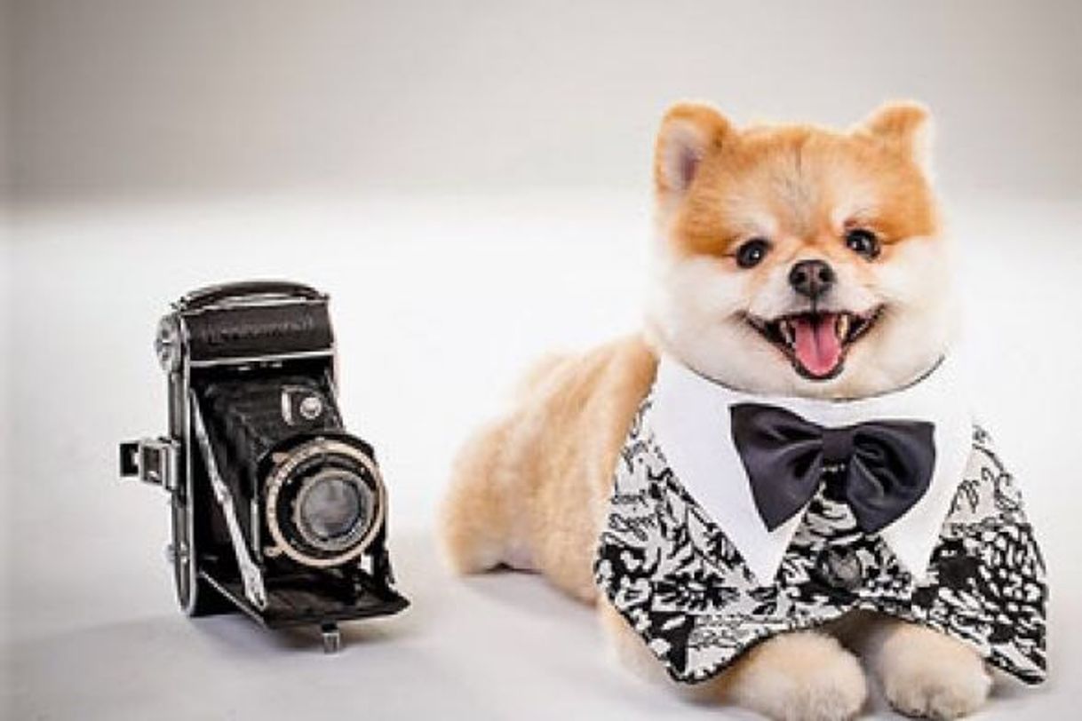 Fashion Pets 