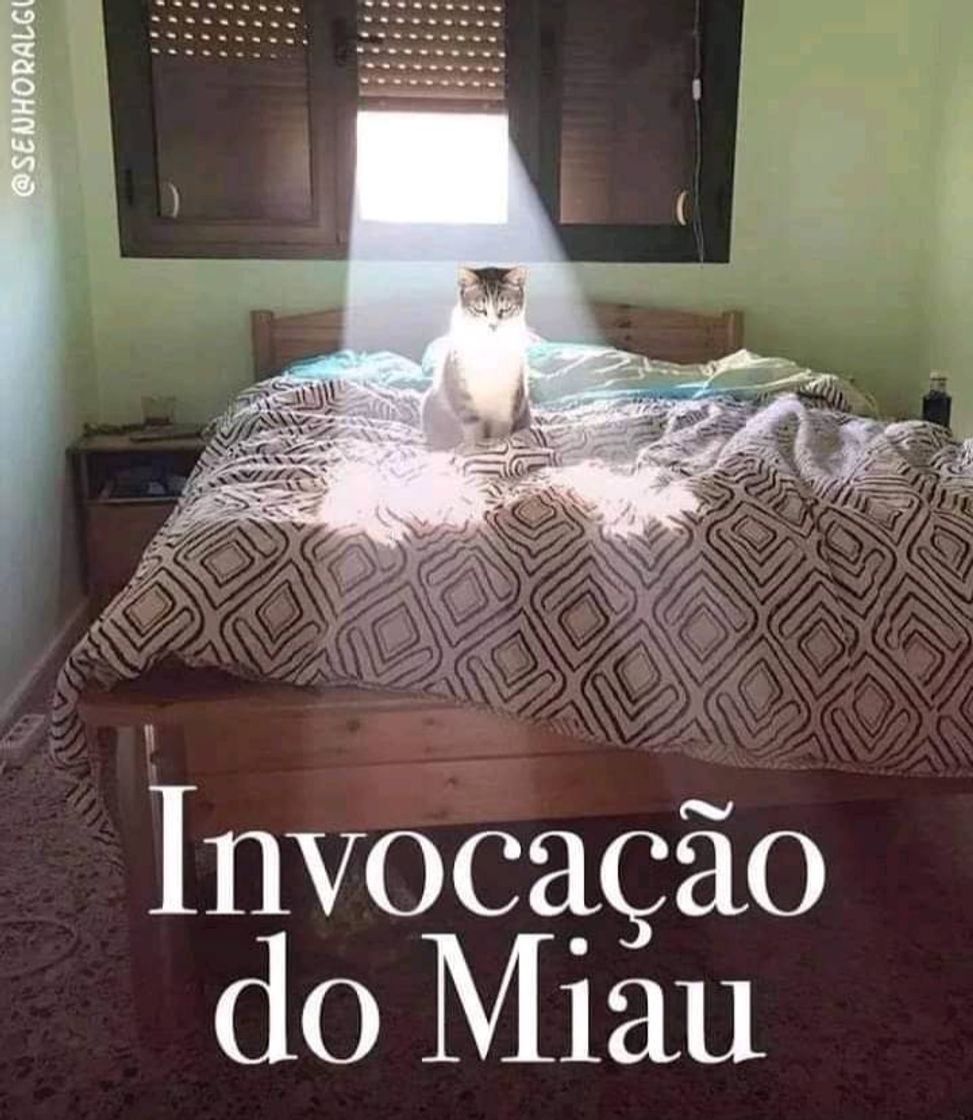 Moda Fotos 🐈🐱😻