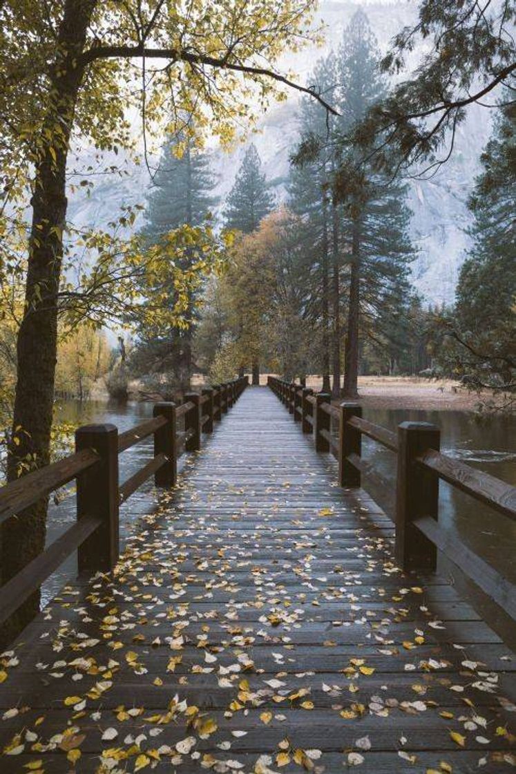 Social Papel de parede