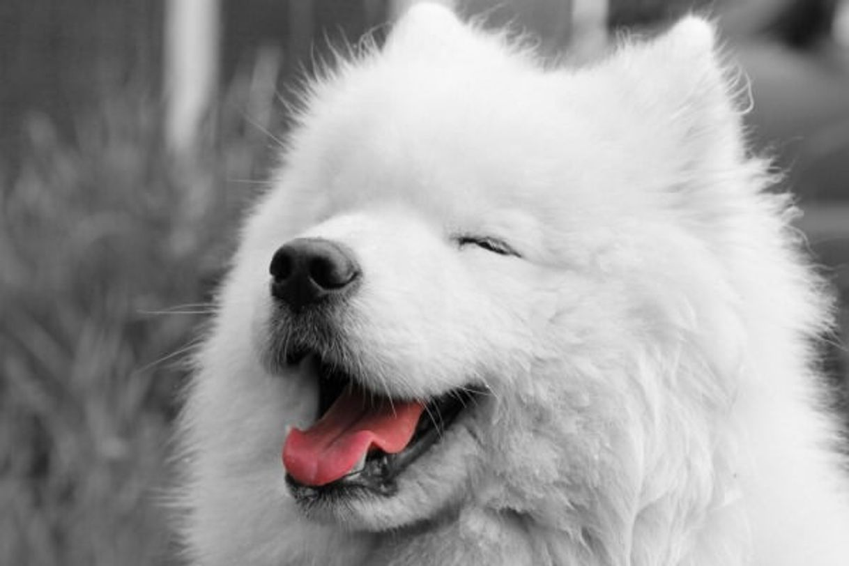 Fashion Personalidad De un Samoyedo