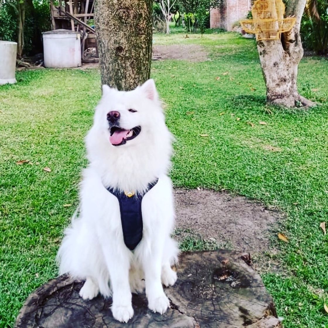 Fashion Características de un Samoyedo