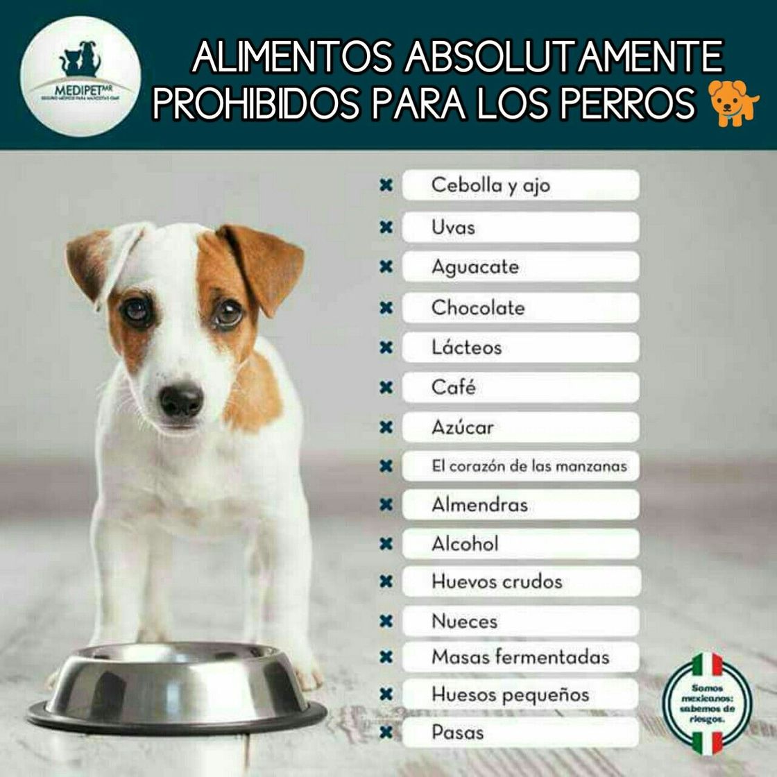 Fashion Alimentos  🚫 para tu mascota