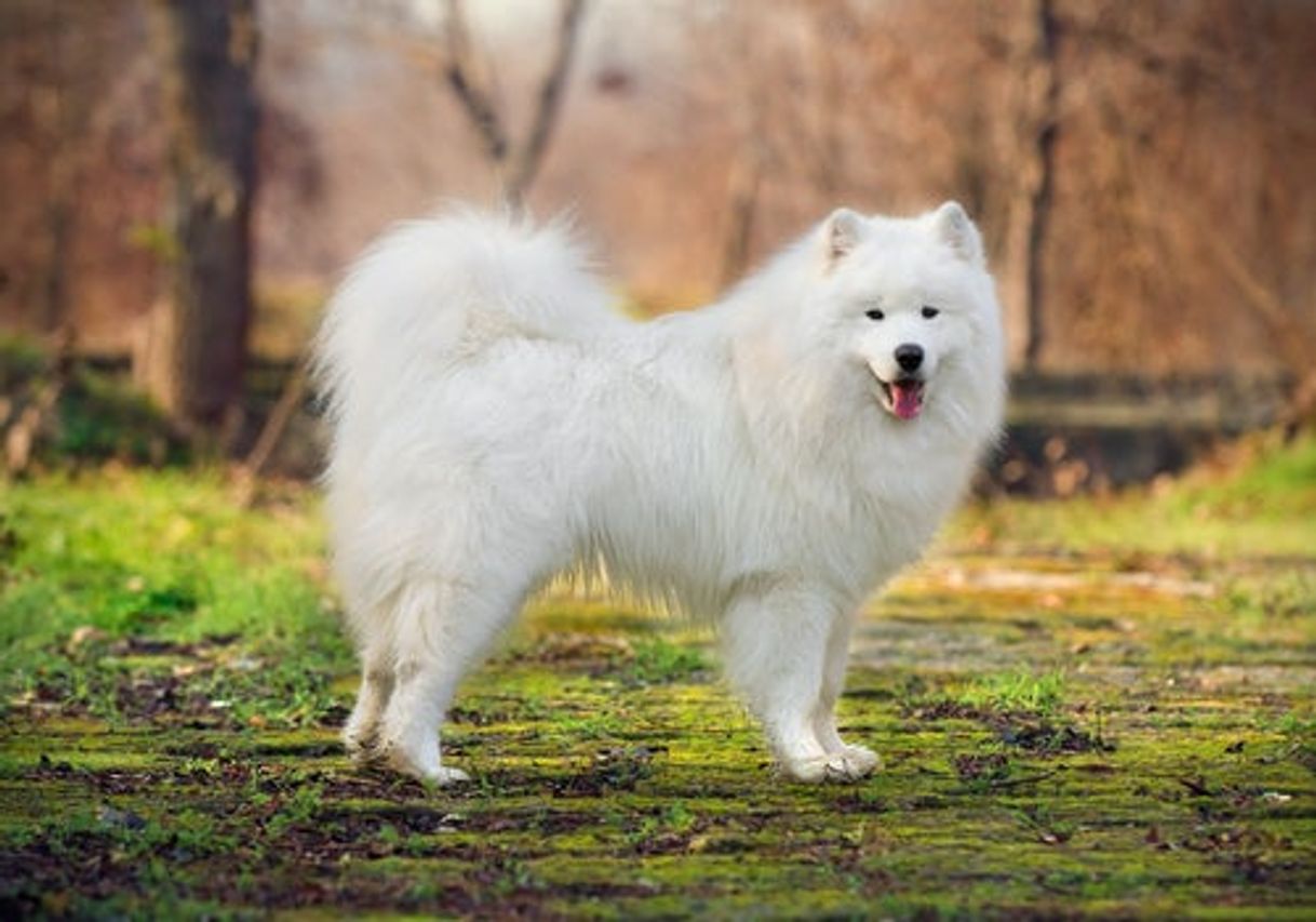 Fashion Cuidar el pelo de un Samoyedo 