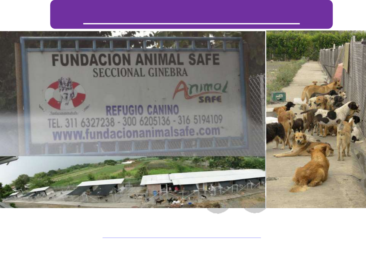 Fashion Fundacion Animal Safe