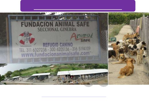 Fundacion Animal Safe
