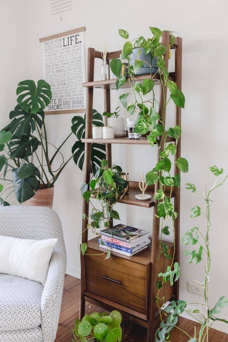 Social Estante com plantas💚🍃