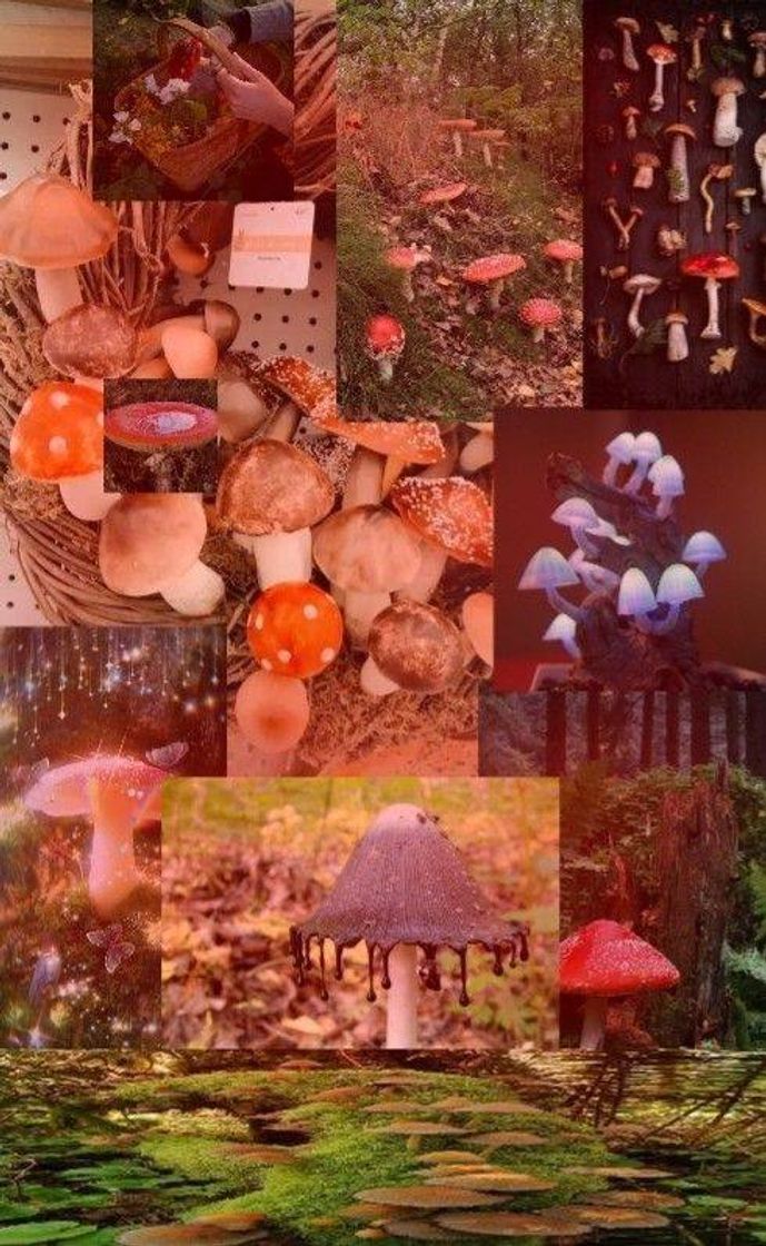 Fashion Mushroom aesthetic❤